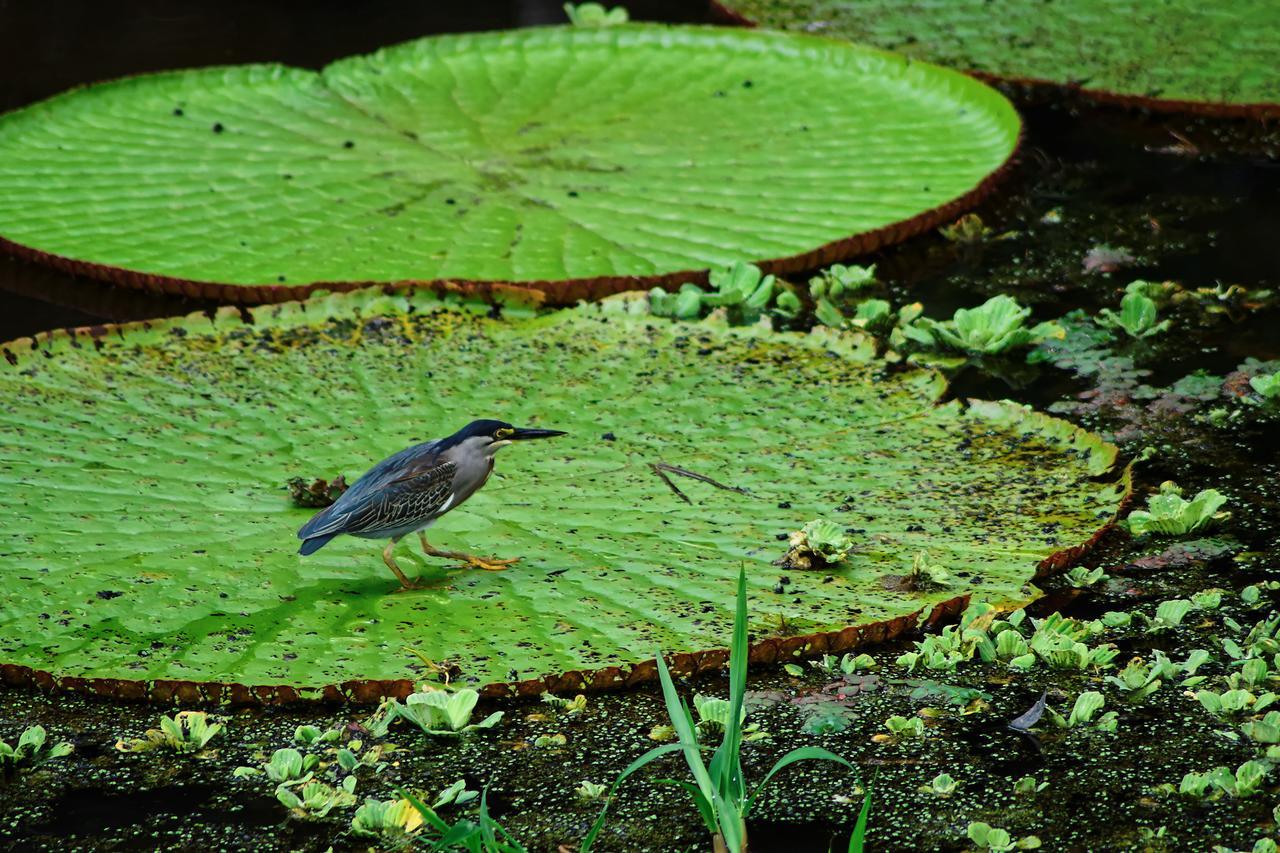 Eware Refugio Amazonico Hotel Puerto Narino ภายนอก รูปภาพ